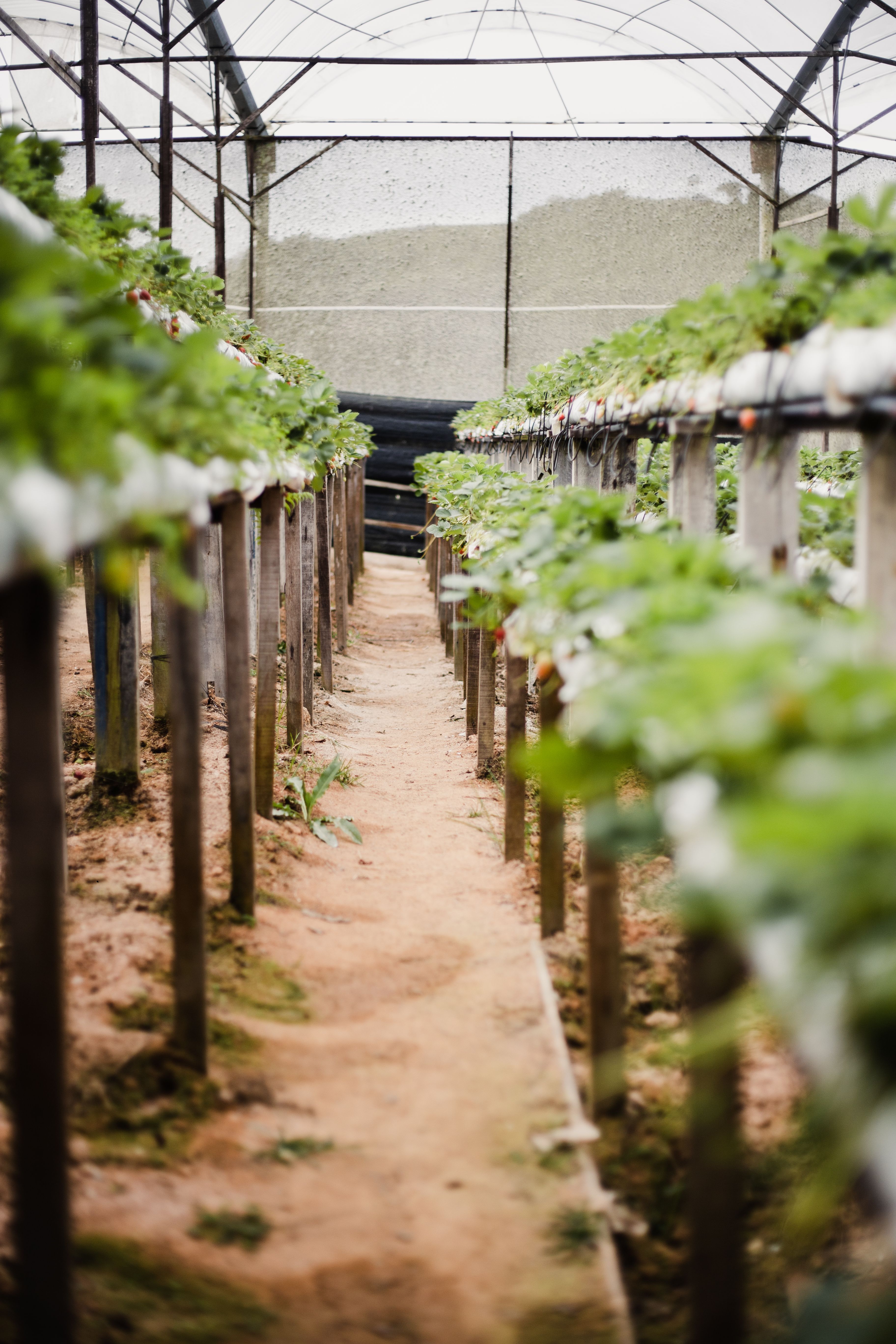 Responsible food sourcing